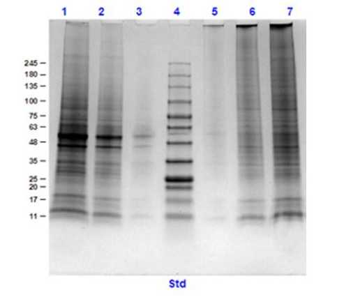 SDS-PAGE of Rat Brain, post natal, Whole Cell Lysate.<br />Lane 1: Rat Brain, Post Natal, WCL (10 μg) Reduced.<br />Lane 2: Rat Brain, Post Natal, WCL (5 μg) Reduced.<br />Lane 3: Rat Brain, Post Natal, WCL (1 μg) Reduced.<br />Lane 4: Opal pre-stained Molecular Weight Markers.<br />Lane 5: Rat Brain, Post Natal, WCL (1 μg) Non-Reduced.<br />Lane 6: Rat Brain, Post Natal, WCL (5 μg) Non-Reduced.<br />Lane 7: Rat Brain, Post Natal, WCL (10 μg) Non-Reduced.<br />Coomassie Blue stained.<br />Observed and Expected MW: Various bands between ~11-245 kDa.